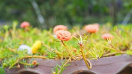 Soft Focus of pink common purslane or verdolaga flower on blurred branch and leaves as a background, Copy space (Portulaca grandiflora,Little Hogweed, Pusley, Moss Rose, Sun plant, Sun Rose)