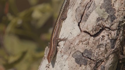 Cryptoblepharus egeriae The nearly extinct blue-tailed skink