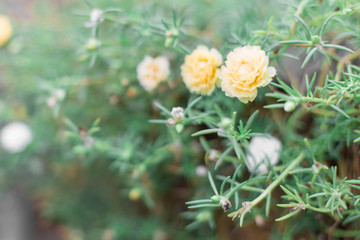 Beautiful Portulaca with sunlight
