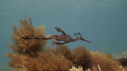 Weedy Sea Dragon in the ocean.