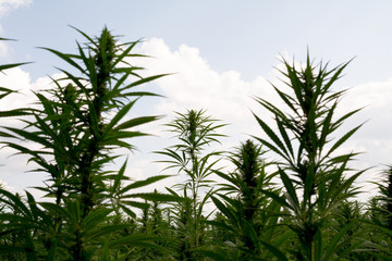 Fototapeta na wymiar marijuana canabis on field ganja farm sativa leaf weed medical hemp hash plantation cannabis legal or illegal drug
