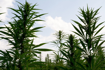 marijuana canabis on field ganja farm sativa leaf weed medical hemp hash plantation cannabis legal or illegal drug