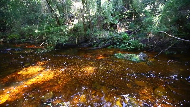 The soft quiet steams that run through the Knysna forest goudveld section. Brak water with many bends and rocks slowly flowing through this natural forest.