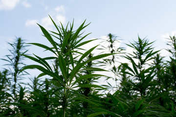 Obraz premium marijuana canabis on field ganja farm sativa leaf weed medical hemp hash plantation cannabis legal or illegal drug