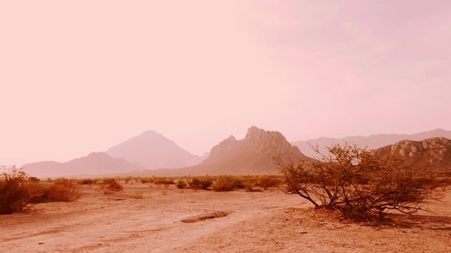 Bush in the desert with mountains in the background