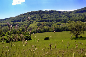 Fototapeta na wymiar a field with green grass and blue sky