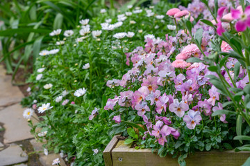 Fototapeta na wymiar Violet purple pansy flowers with soft focus white flowers background