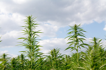 marijuana canabis on field ganja farm sativa leaf weed medical hemp hash plantation cannabis legal...