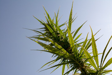 marijuana canabis on field ganja farm sativa leaf weed medical hemp hash plantation cannabis legal...