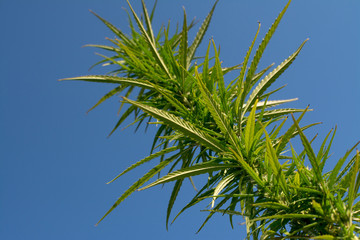 Fototapeta na wymiar marijuana canabis on field ganja farm sativa leaf weed medical hemp hash plantation cannabis legal or illegal drug