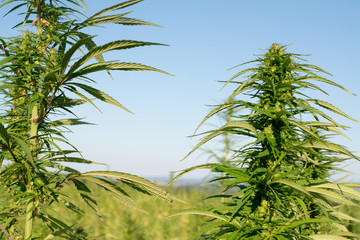 marijuana canabis on field ganja farm sativa leaf weed medical hemp hash plantation cannabis legal...