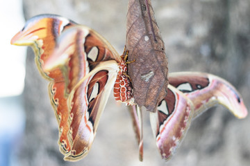 The Atlas moth (Attacus atlas).