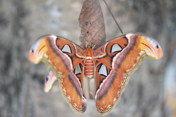 The Atlas moth (Attacus atlas).