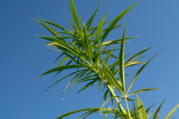 marijuana canabis on field ganja farm sativa leaf weed medical hemp hash plantation cannabis legal or illegal drug