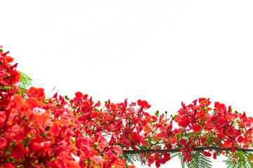 Red peacock flowers