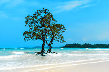 Mangrove tree islet viewed from the water surface,