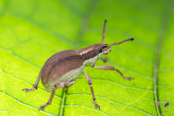 Brown beetle