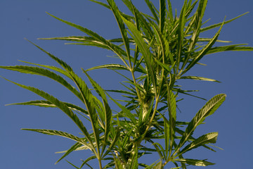 marijuana canabis on field ganja farm sativa leaf weed medical hemp hash plantation cannabis legal or illegal drug
