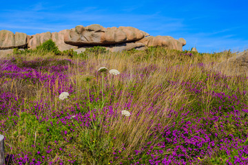Granite pink boulders near Plumanach on the background of blooming heather. The coast of pink granite is a unique place in Brittany. France