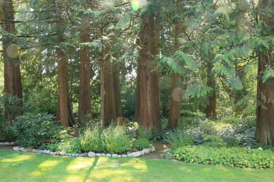 Western Red Cedar Forest