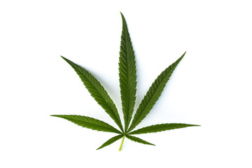 marijuana canabis leaf on field ganja farm sativa leaf weed medical hemp hash plantation cannabis legal or illegal drug leaves