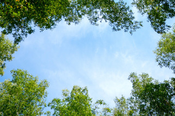 Fototapety  Wierzchołki zielonych drzew w słońcu na tle błękitnego nieba. Widok z dołu.