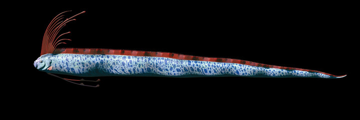 giant oarfish (Regalecus glesne) isolated on black background