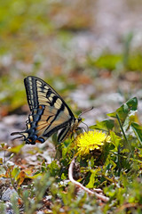 Swalllowtail Butterfly feeding nectar  from dandelion flower.
