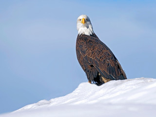 Bald Eagle sitting on snow hill looking, alert, blue sky background.