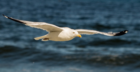 Fototapeta na wymiar Sea bird sailing over the ocean spreading wide wings