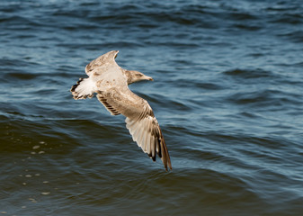 Sea bird sailing over the ocean spreading wide wings
