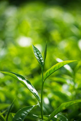 Green Tea Leaves, Munnar Kerala