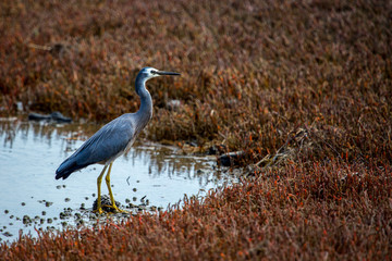 Native stork in the wetlands bird reserve