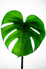 monstera leaf's natural texture
