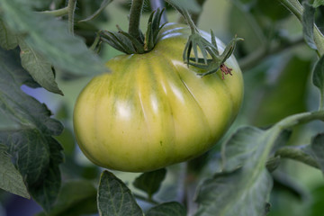 Green unripe tomato hanging at the bush in the vegetable garden in glasshouse in summer