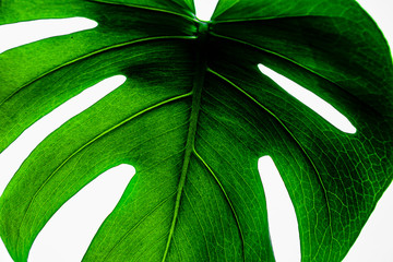 monstera leaf's natural texture