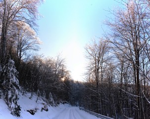 landscape with a snow-covered road through the forest