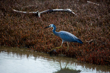 Native stork in the wetlands bird reserve