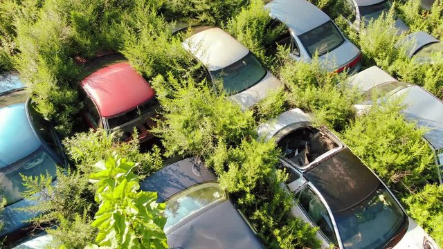 Aerial top down drone shot of cars in vehicle junkyard, broken windows, overgrown weeds;