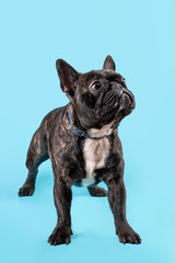 Dog breed French bulldog black and white, on light blue background