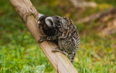 Uistiti białoucha © Dreamnordno