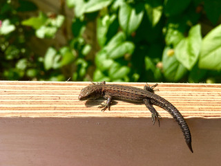 Sargantana sunbathing on wooden board, small wild fast lizard (Lacerta agilis)