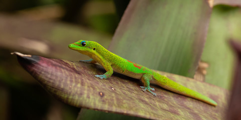 Gold Dust Day Gecko 