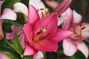Fototapeta na wymiar Purple Day Lily, U of A Botanic Gardens, Devon, Alberta