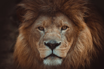 portrait of a lion - 286034089