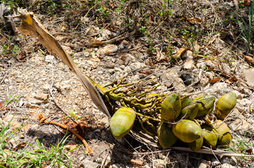 Bunch Of Small Mature Coconuts