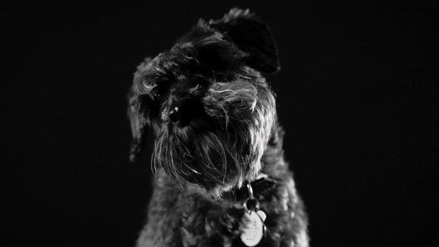 Black dog looking around and looking at camera