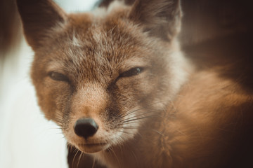 portrait of fox