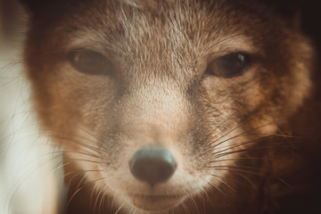 portrait of a red fox