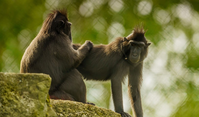 Makak czarny, makak murzyn, Macaca maura © Dreamnordno